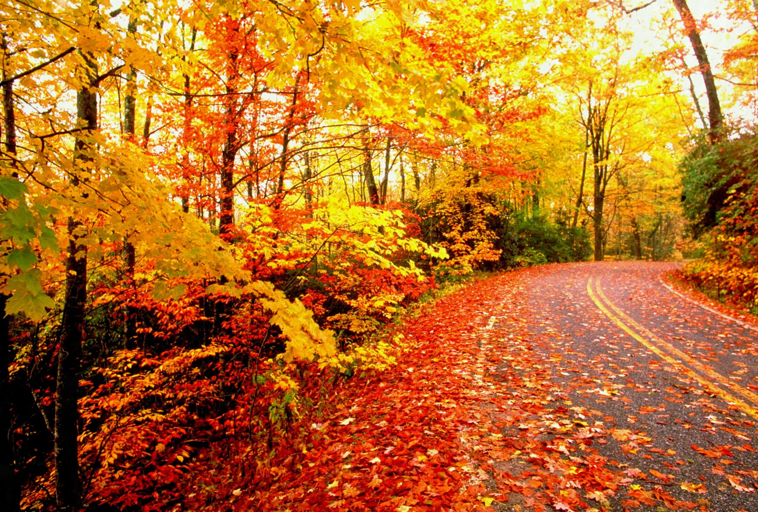 Fall Aesthetic Macbook 桌布 壁紙 — 一條蜿蜒的道路覆蓋著鮮豔的紅色和橙色秋葉，蜿蜒穿過一片閃爍著季節色彩的茂密森林。