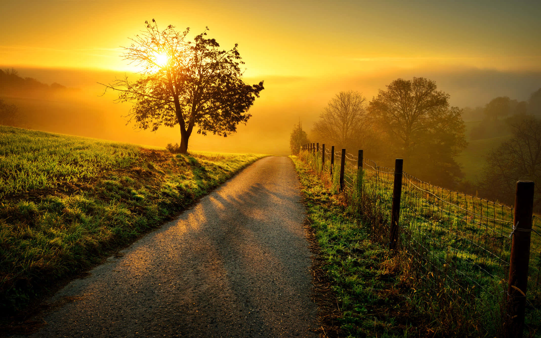 Nature Landscape 桌布 壁紙 — 一條蜿蜒的鄉村道路沐浴在金色的日出光芒中，一棵孤樹在霧氣瀰漫的地平線上形成剪影。