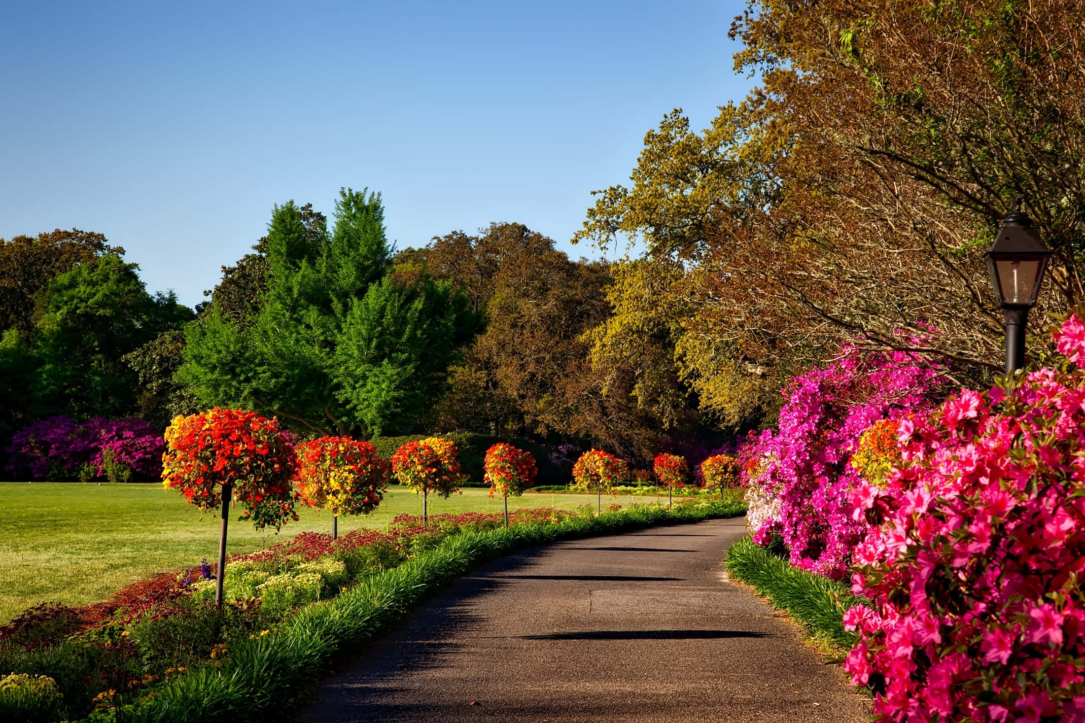 Outdoor 桌布 壁紙 — 一條蜿蜒的鋪砌小徑穿過一個充滿活力的花園，兩旁種滿粉紅色的開花灌木和色彩繽紛的修剪樹木，在晴朗的藍天下。
