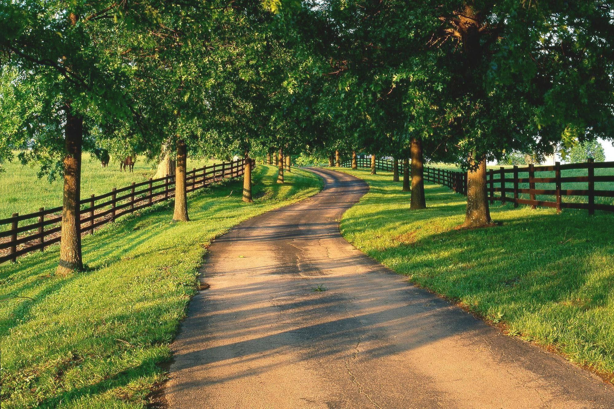 Country Road 桌布 壁紙 — 一條蜿蜒的鋪砌小徑穿過陽光明媚的田園風光，兩旁是茂密的綠草和成熟的樹木，投下斑駁的陰影。