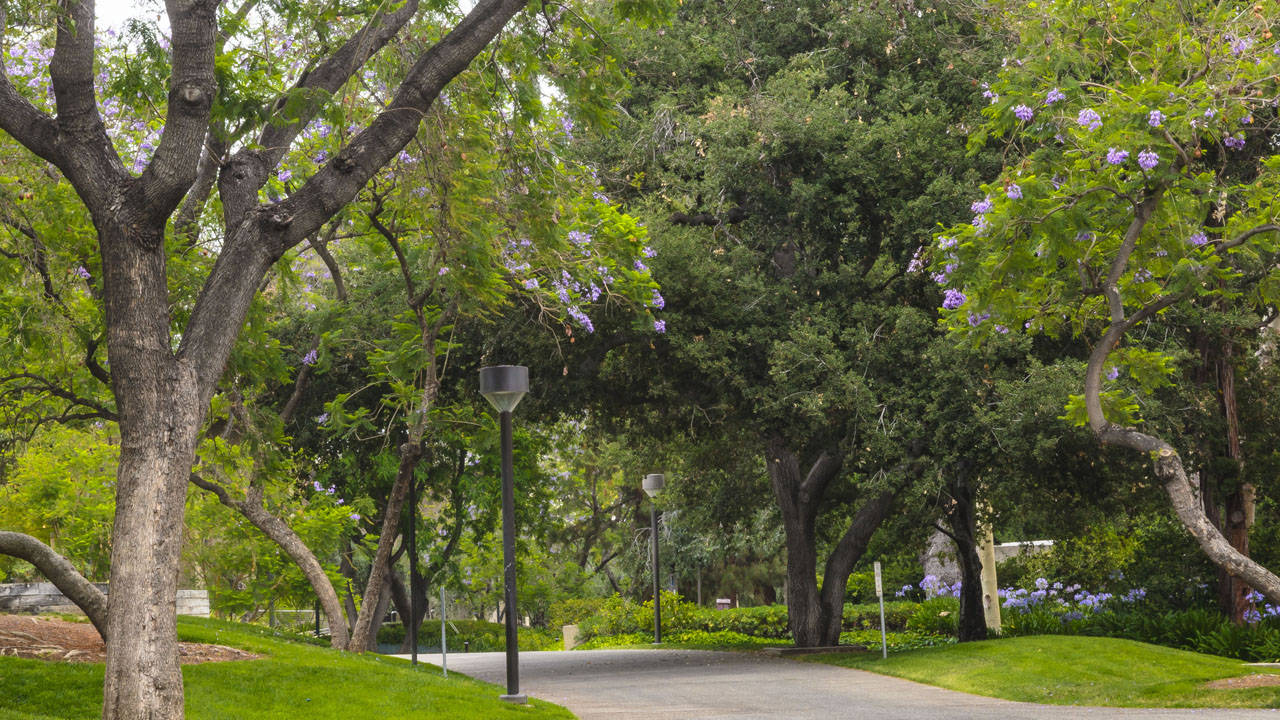 樹木 桌布 壁紙 — 一條蜿蜒的鋪砌小徑穿過鬱鬱蔥蔥的綠色公園，兩旁種滿了開著紫色花朵的高大樹木和現代路燈。