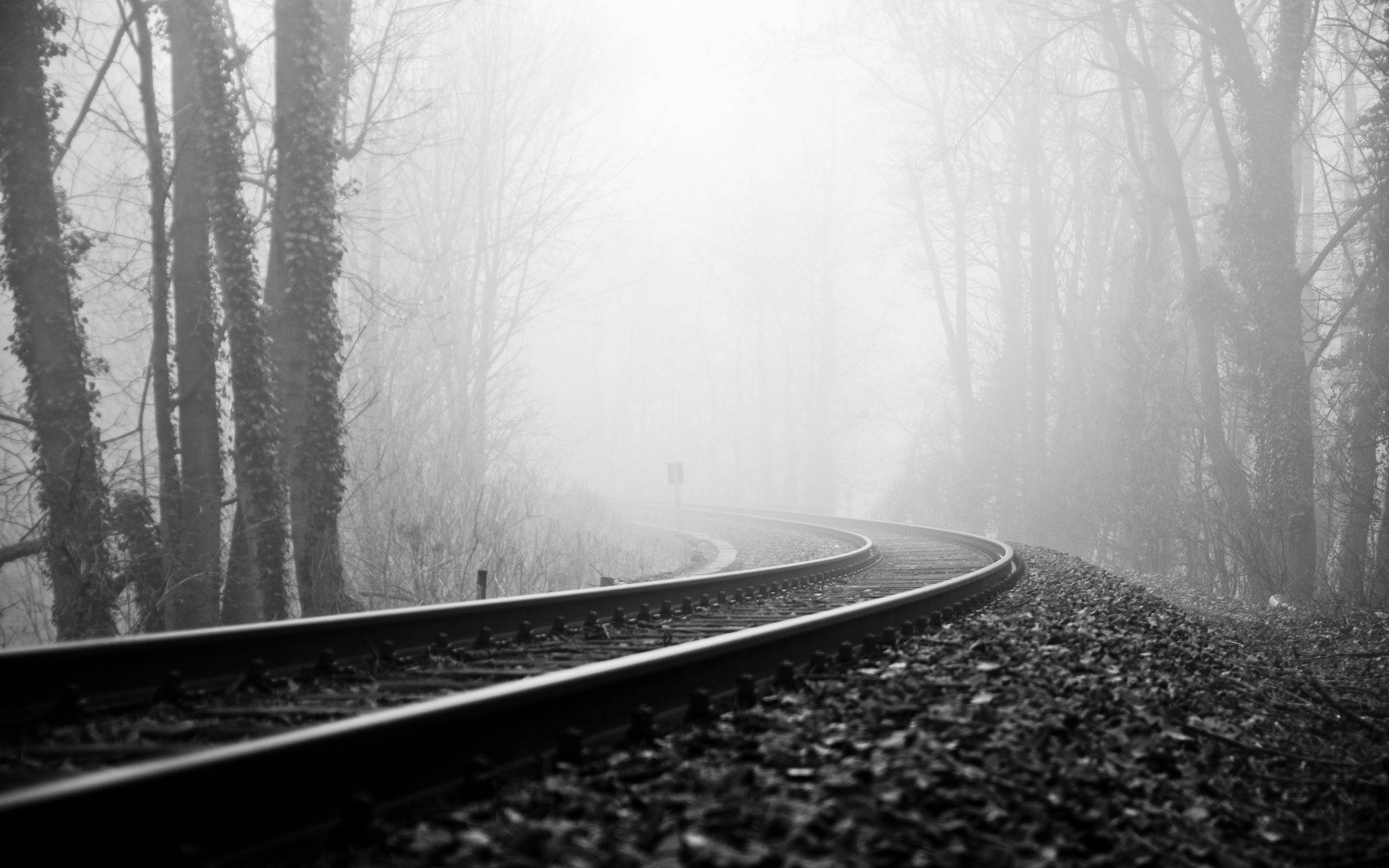 Road 桌布 壁紙 — 一條蜿蜒的鐵路軌道穿過一片霧氣瀰漫、樹木光禿的森林，呈現單色調。