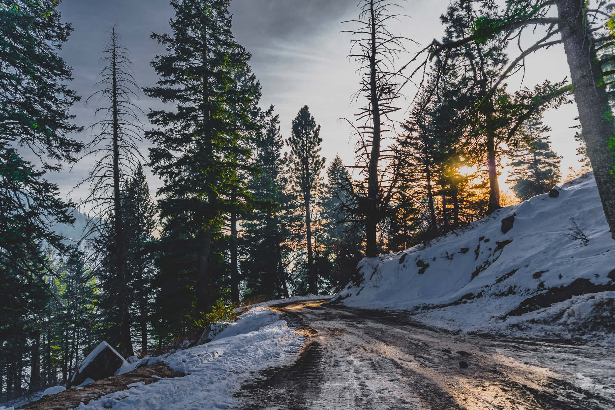 Snowy Road 桌布 壁紙 — 一條蜿蜒的雪路穿過茂密的松樹林，金色的夕陽光線穿過樹木。