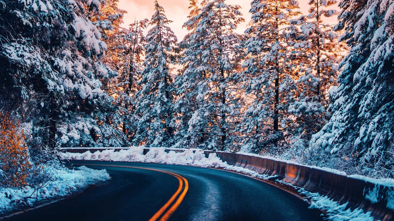 1366x768 桌布 壁紙 — 一條蜿蜒的雪路穿過茂密的森林，夕陽的金色光線穿過積雪的松樹。