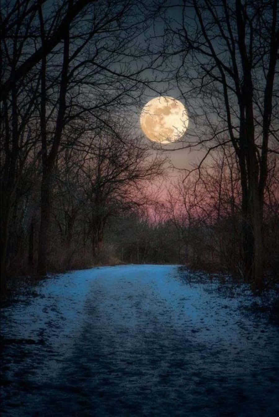Beautiful Moon 桌布 壁紙 — 一條被光禿樹木框住的雪地森林小徑，通往暮色天空中一輪發光的滿月。