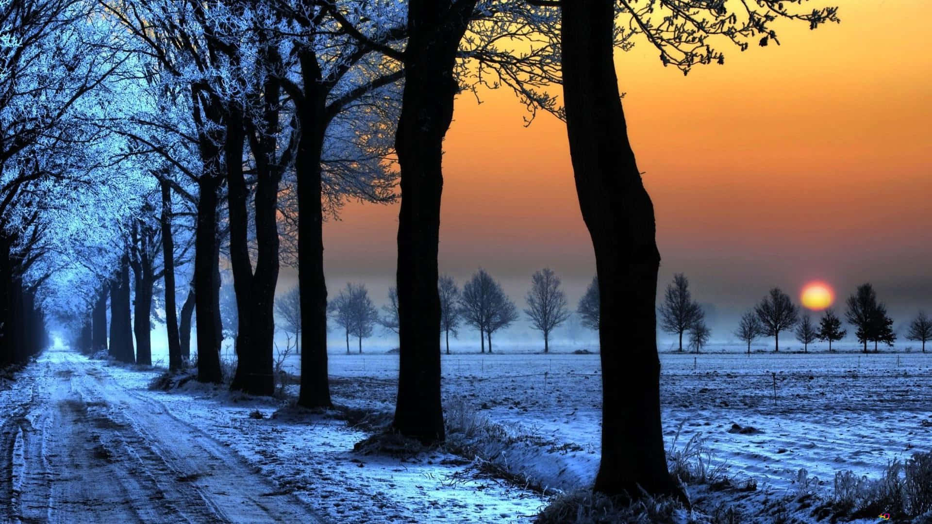 Winter Sun 桌布 壁紙 — 一條被光禿禿樹木環繞的雪路延伸至霧濛濛的冬季田野，太陽在冷藍色的天空中升起，呈現火橙色。