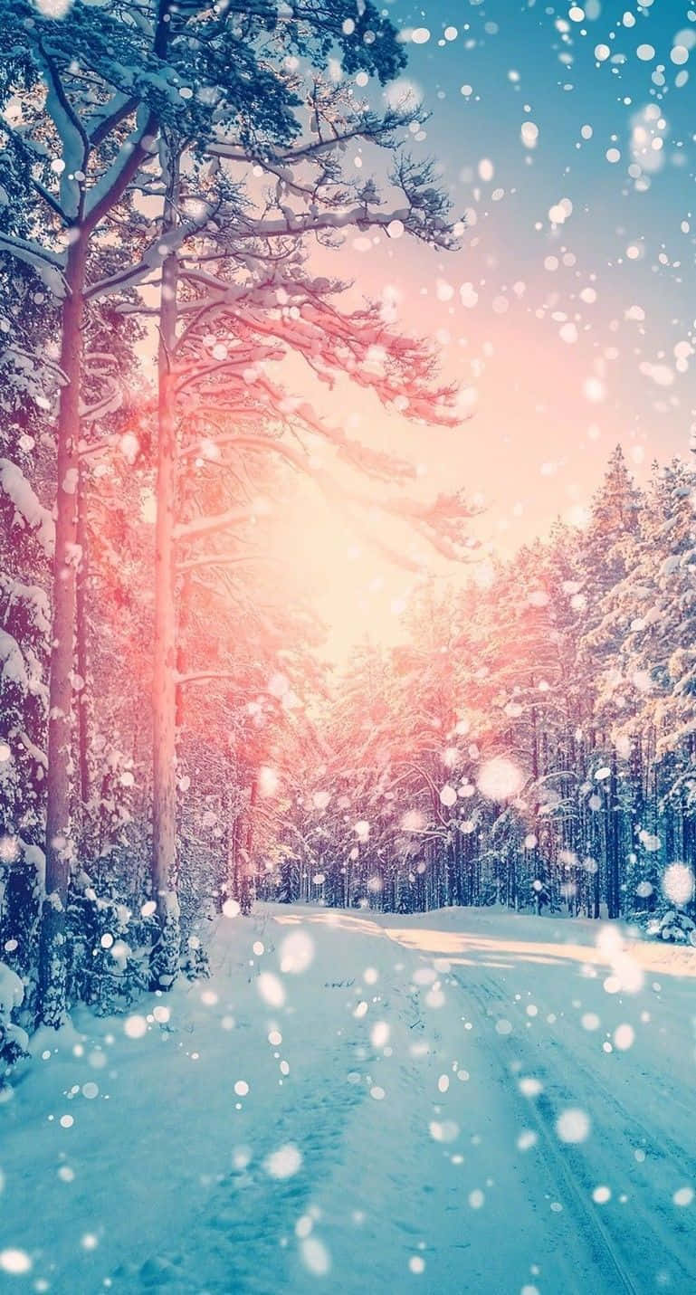 冬天 桌布 壁紙 — 一條被溫暖夕陽照耀的雪地森林小徑，飄落的雪花和披上白雪的松樹。