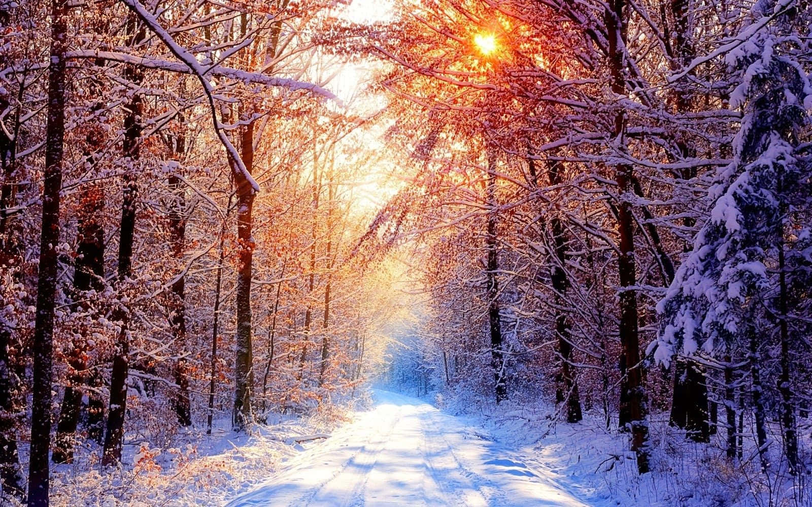 trees 桌布 壁紙 — 一條被白雪覆蓋的森林小徑，沐浴在金色夕陽穿過雪樹的光線中。