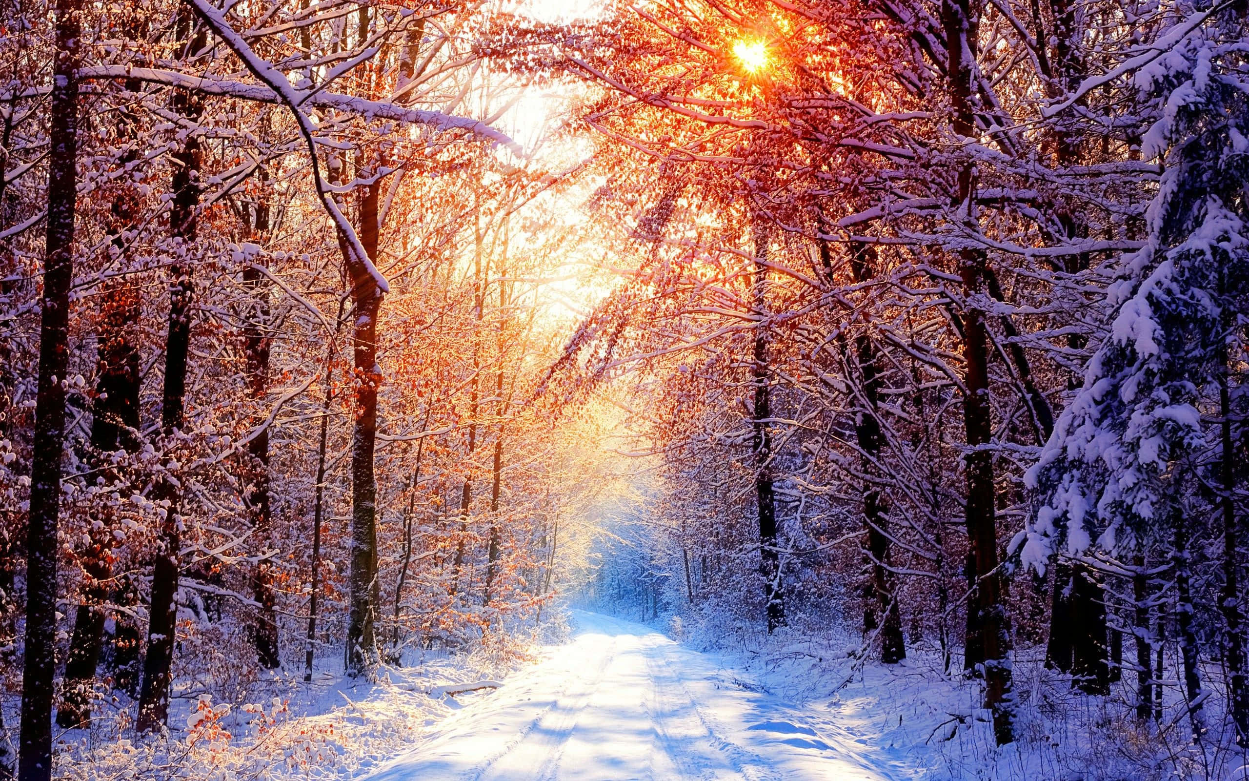 Winter Zoom 桌布 壁紙 — 一條被金色夕陽穿過積雪樹枝照射的雪森林小徑。