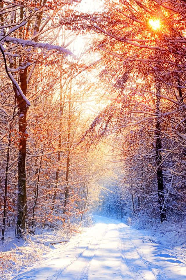 Snowy Forest 桌布 壁紙 — 一條被金色日出光線沐浴的雪森林小徑，光線穿過沾滿雪霜的樹木和殘留的秋葉。