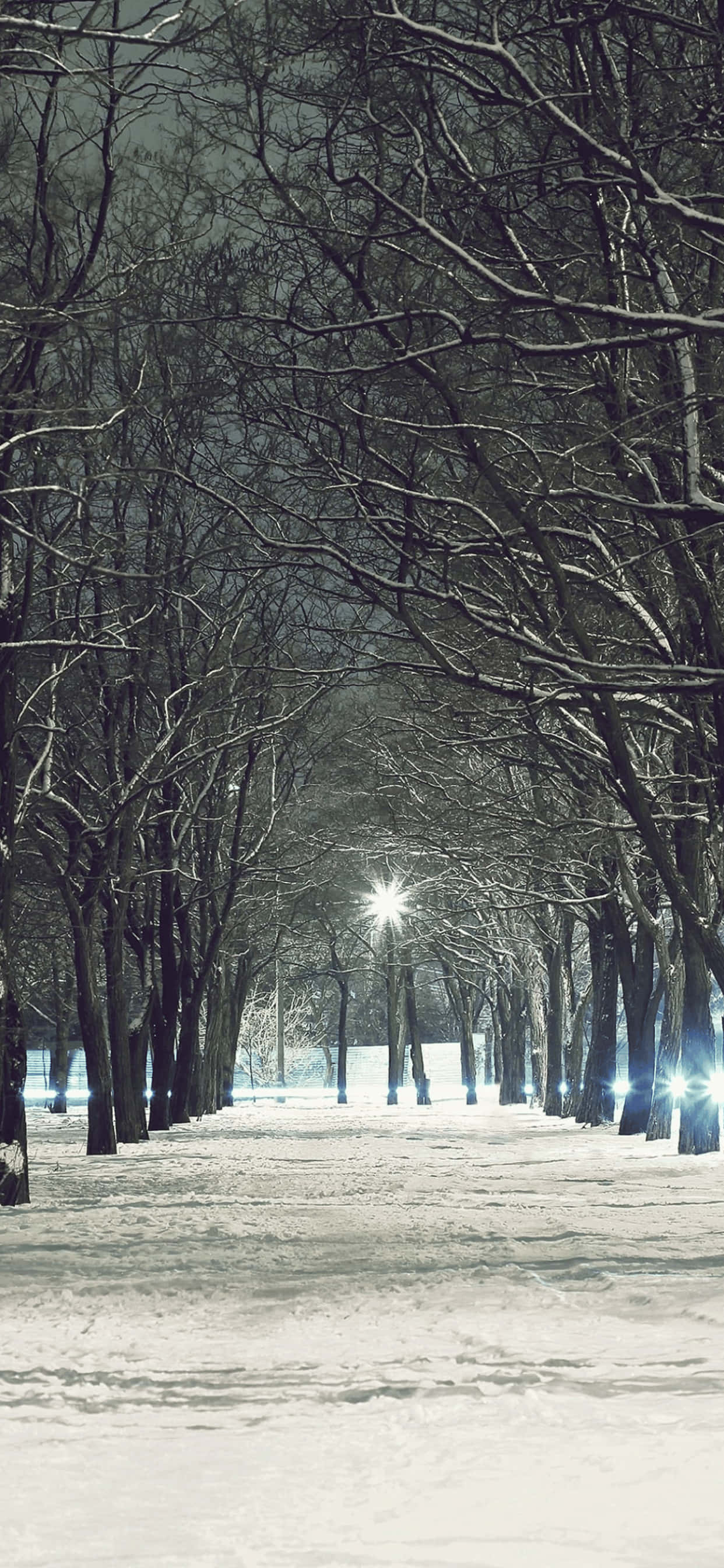 trees 桌布 壁紙 — 一條被雪覆蓋、兩旁種滿樹木的小徑，在夜晚被明亮的街燈照亮，投射出星芒狀的眩光。