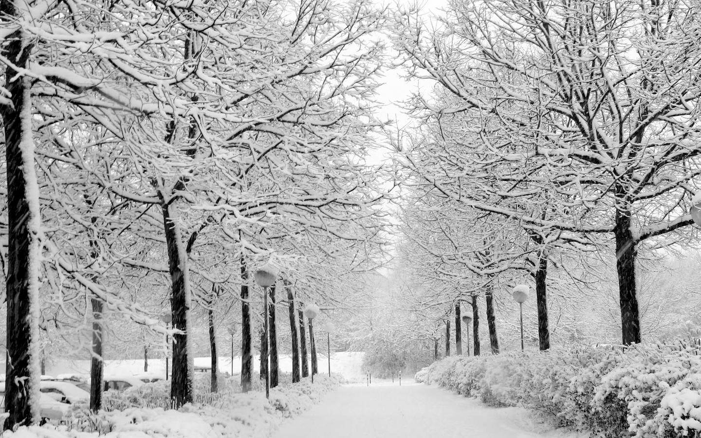 White Tree 桌布 壁紙 — 一條被雪覆蓋的公園小徑，兩旁是光禿禿的樹木，掛滿了白雪，在明亮的冬日天空下。