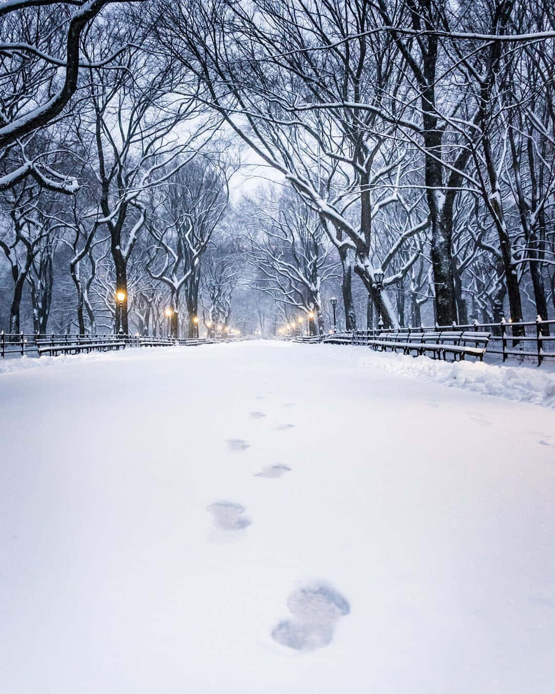 美學 桌布 壁紙 — 一條被雪覆蓋的公園小徑，兩旁是光禿禿的樹木和長椅，腳印通向在冬日天空下閃爍的路燈。