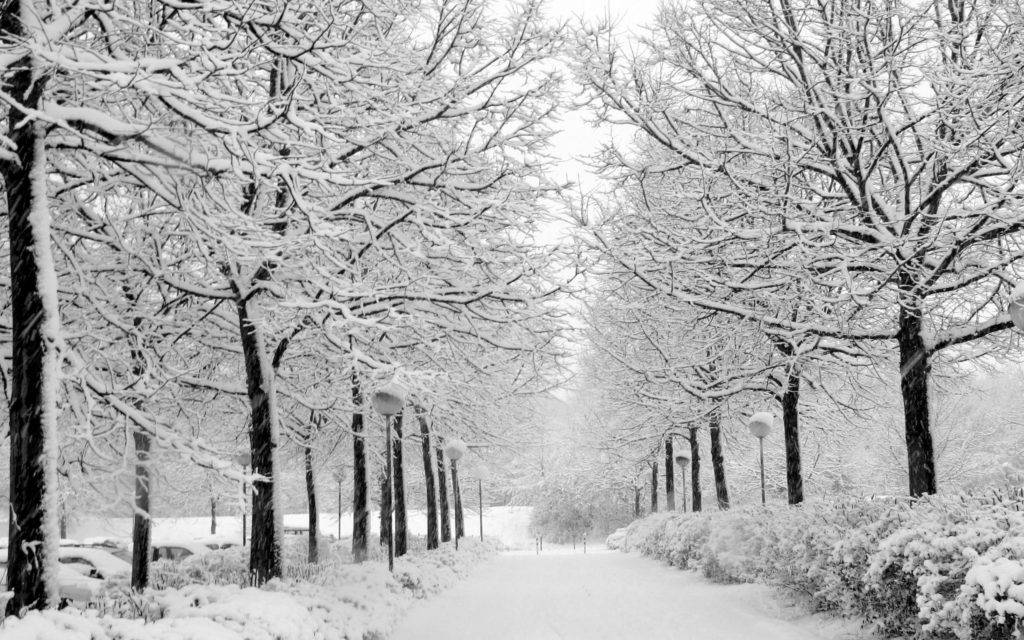 冬季桌面 桌布 壁紙 — 一條被雪覆蓋的公園小徑，兩旁是光禿禿的樹木，樹上掛滿了白雪，天空陰沉。