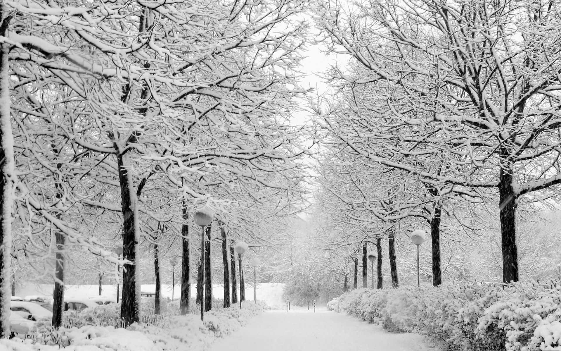 Winter Forest 桌布 壁紙 — 一條被雪覆蓋的公園小徑，兩旁是光禿禿的樹木，在灰色的冬日天空下掛滿了霜。