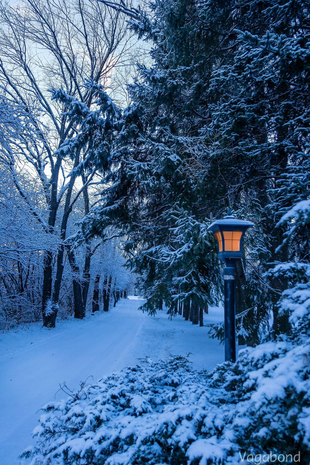 Winter 桌布 壁紙 — 一條被雪覆蓋的冬季小徑，兩旁種滿常綠樹和光禿禿的樹木，在黃昏時被一盞發光的燈籠照亮。