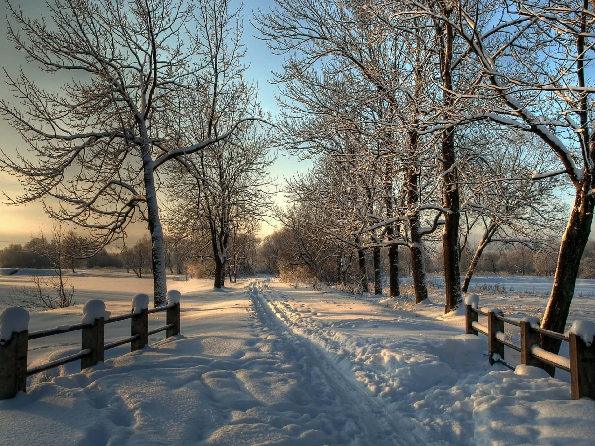  壁紙 — 一條被雪覆蓋的小徑在日出時蜿蜒穿過光禿禿的樹木，柔和的金色光芒照亮了結霜的樹枝和木柵欄。