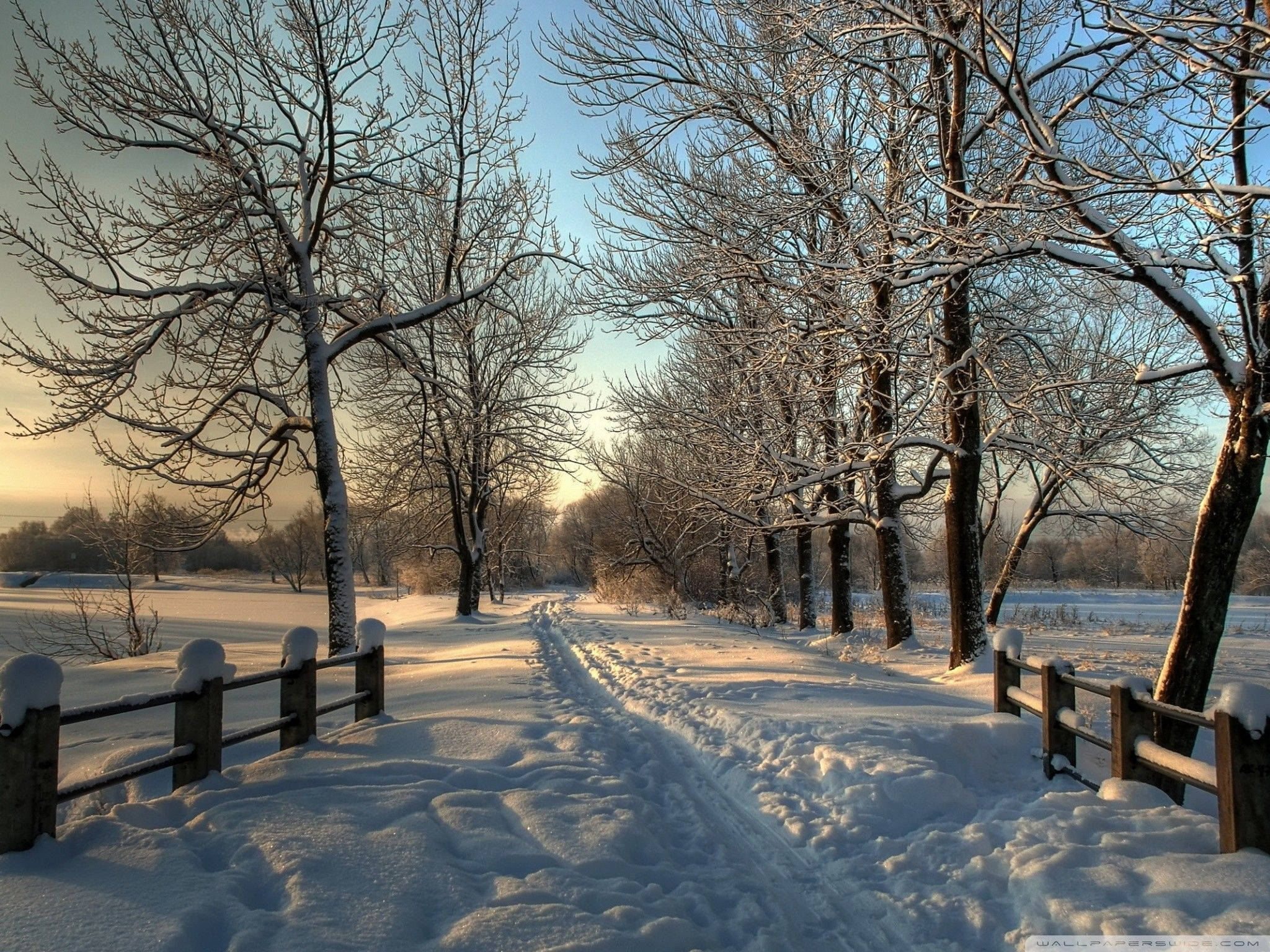 Road 桌布 壁紙 — 一條被雪覆蓋的小徑蜿蜒穿過光禿禿的樹木，在日出時分清澈的藍天下。