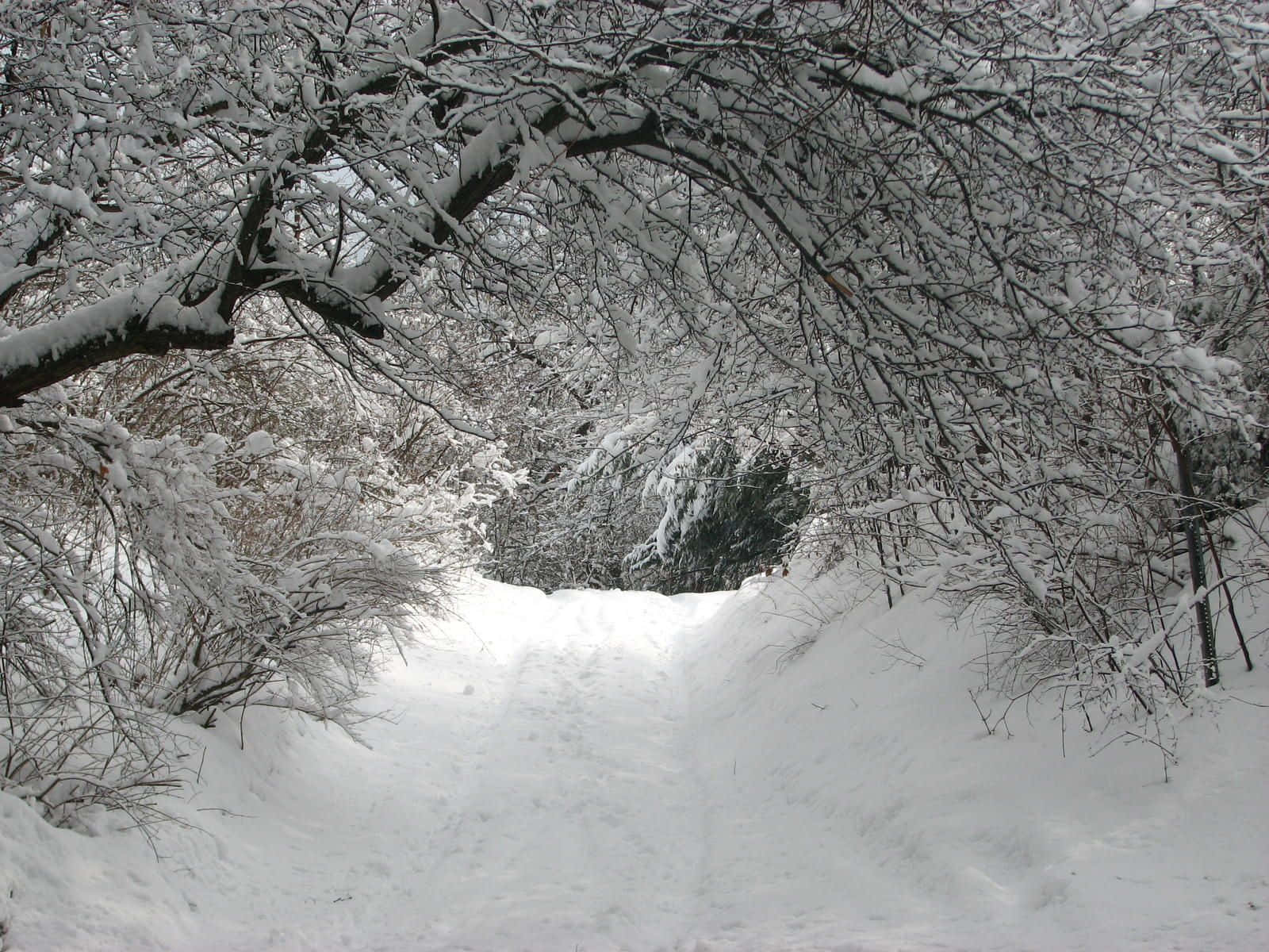 冬天 桌布 壁紙 — 一條被雪覆蓋的小徑蜿蜒穿過茂密的冬季森林，樹枝上掛滿積雪，在頭頂彎曲。