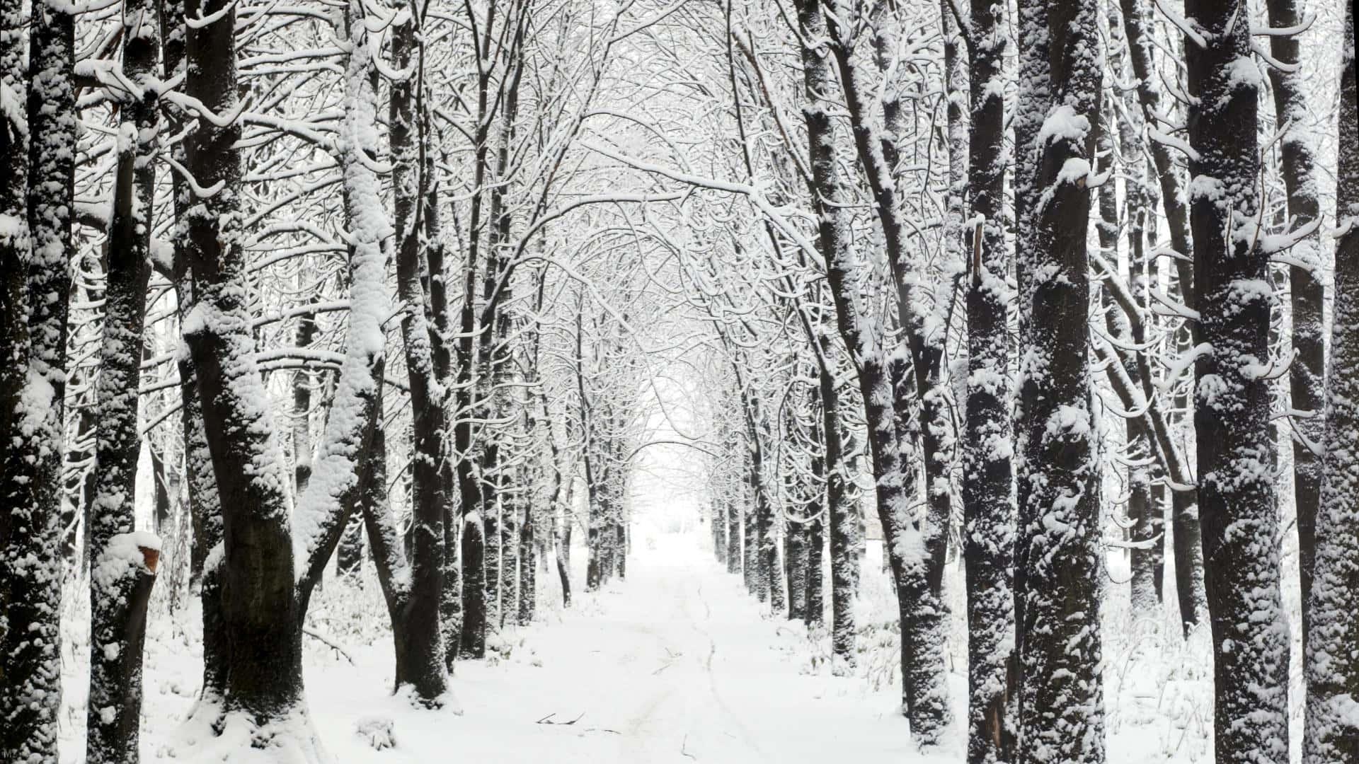 Winter Wonderland Desktop 桌布 壁紙 — 一條被雪覆蓋的小徑蜿蜒穿過茂密的禿樹林，上方是明亮的白色天空。