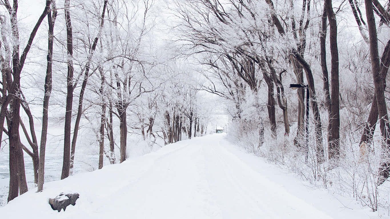 Road 桌布 壁紙 — 一條被雪覆蓋的小徑蜿蜒穿過霜凍的森林，光禿禿的樹木在陰天天空下拱起在頭頂。