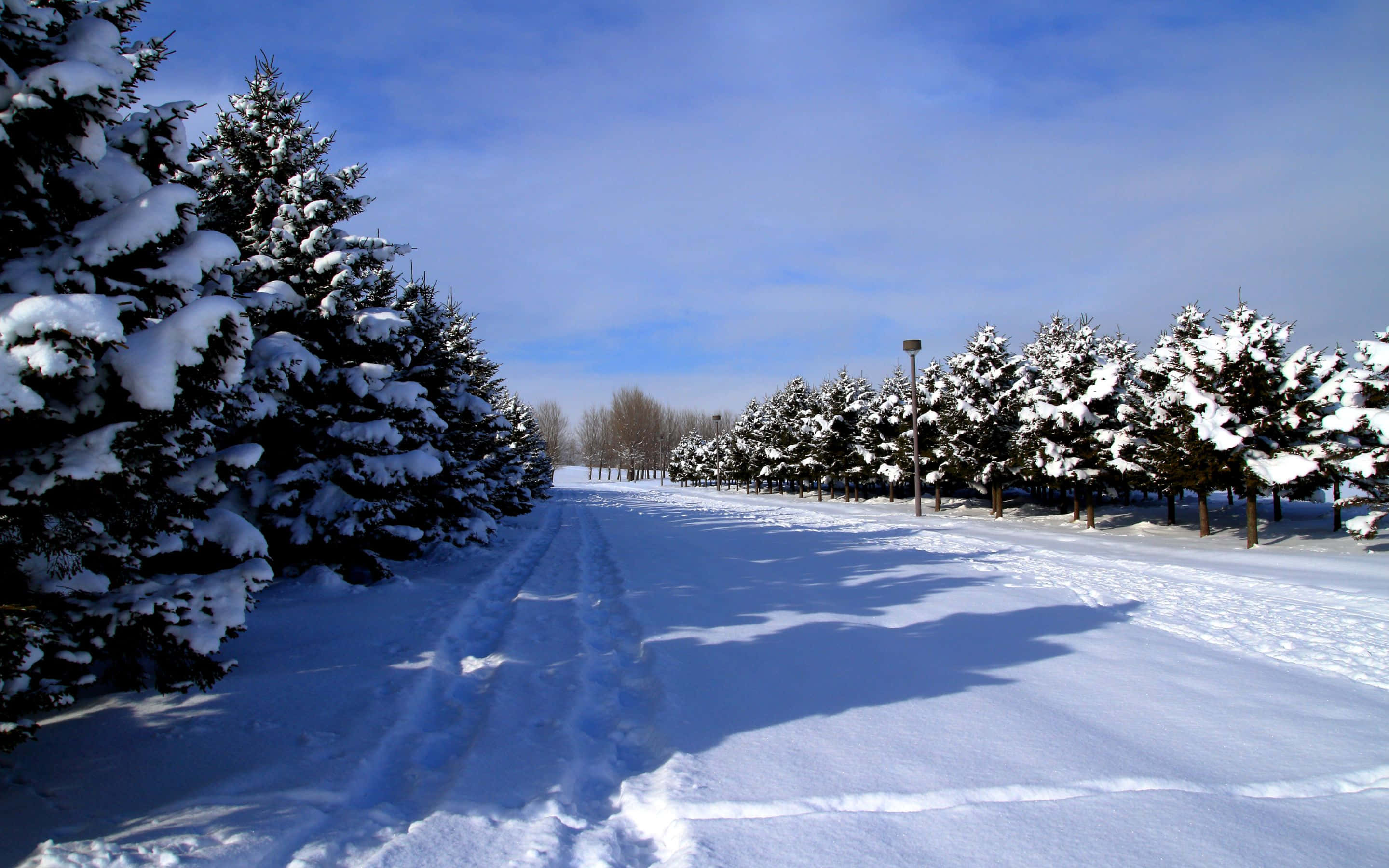 2880x1800 桌布 壁紙 — 一條被雪覆蓋的小路蜿蜒穿過常綠樹林，上方是清澈的藍天，帶有清晰的冬日陰影。