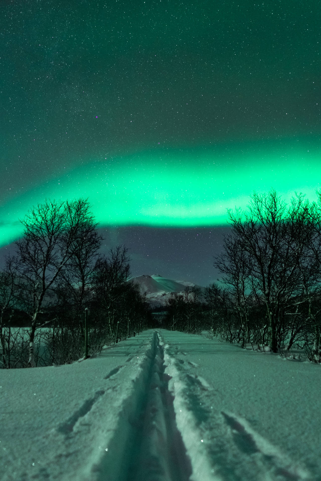 雪徑在綠色北極光下，背景有光禿樹木和山脈 — 極光 壁紙