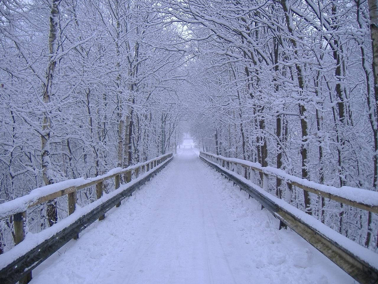 Scenery 桌布 壁紙 — 一條被雪覆蓋的木橋蜿蜒穿過茂密的冬季森林，光禿禿的樹木在頭頂彎曲。
