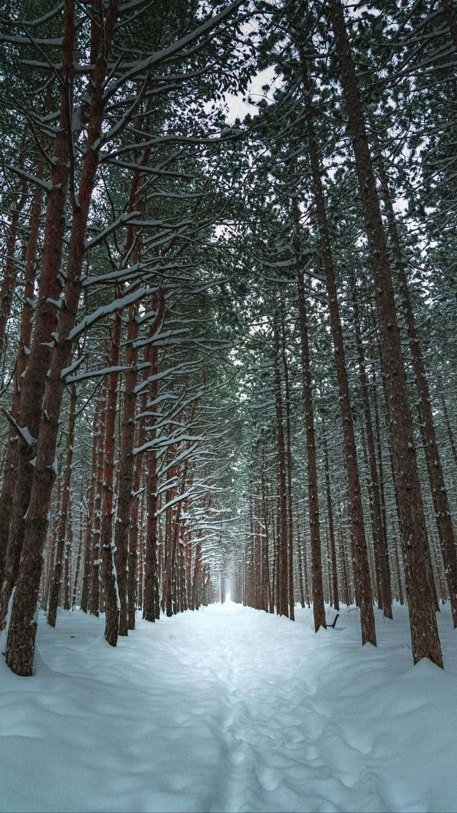 Snowy Forest 桌布 壁紙 — 一條被雪覆蓋的松樹林小徑在蒼白的冬日天空下延伸至遠方。