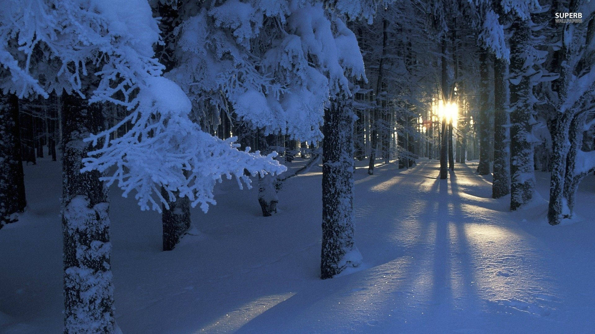 冬季桌面 桌布 壁紙 — 一條被雪覆蓋的森林小徑在夜晚被溫暖發光的路燈照亮，投下長長的影子。