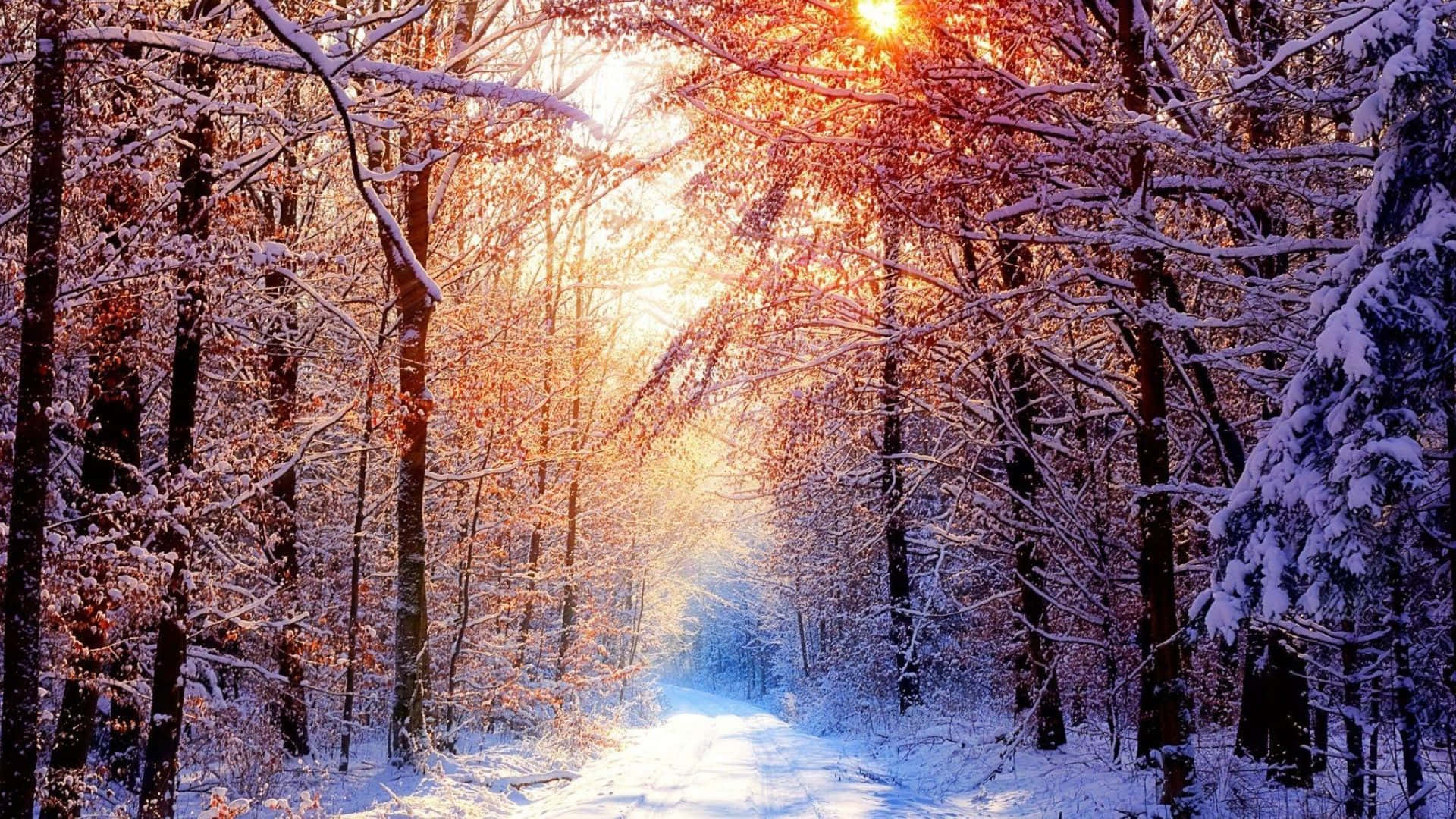 全高清 桌布 壁紙 — 一條被雪覆蓋的森林小徑溫暖地發光，陽光透過結霜的裸露樹枝灑落。