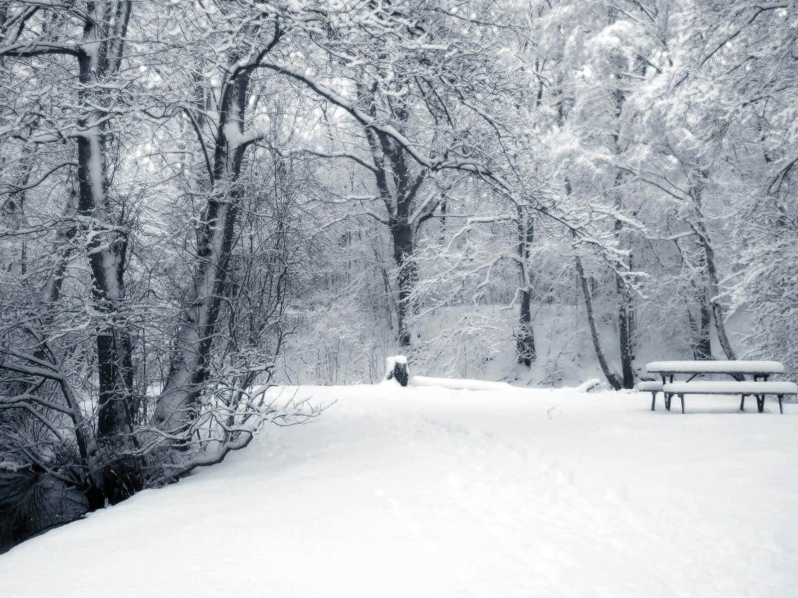 Best Winter 桌布 壁紙 — 一條被雪覆蓋的森林小徑蜿蜒穿過光禿禿的樹木和一張野餐桌，在寧靜的冬日天空下。