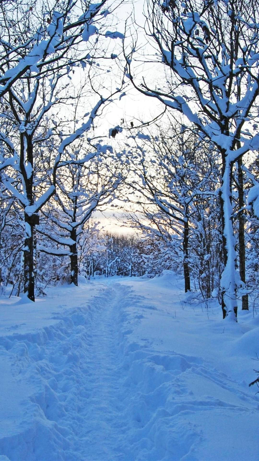 Cute Winter iPhone 桌布 壁紙 — 一條被雪覆蓋的森林小徑蜿蜒穿過光禿禿的樹木，在蒼白的冬日天空下，遠處有山巒。