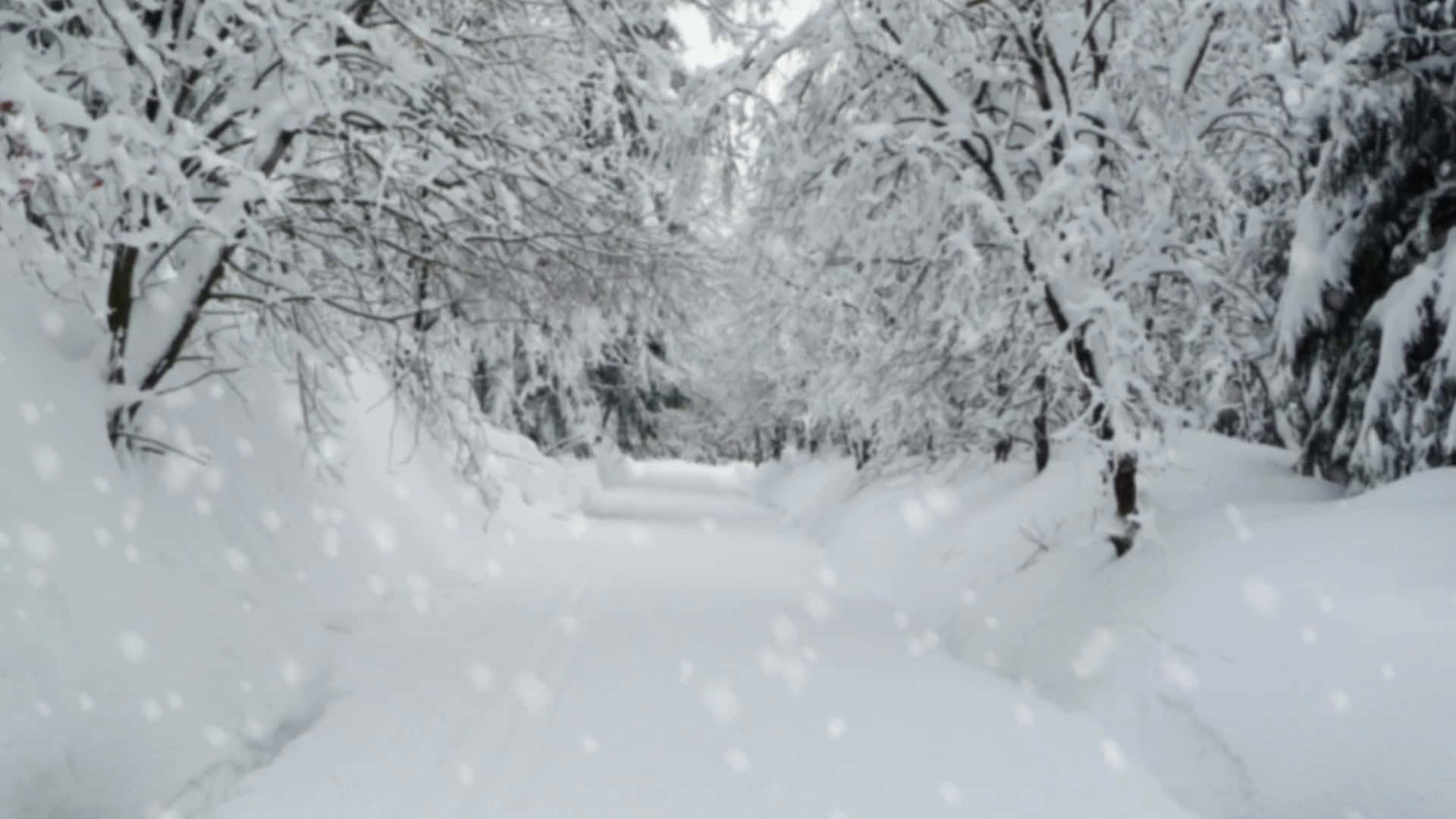 雪 桌布 壁紙 — 一條被雪覆蓋的森林小徑蜿蜒穿過積雪的樹木，在灰色的天空下飄落著雪花。