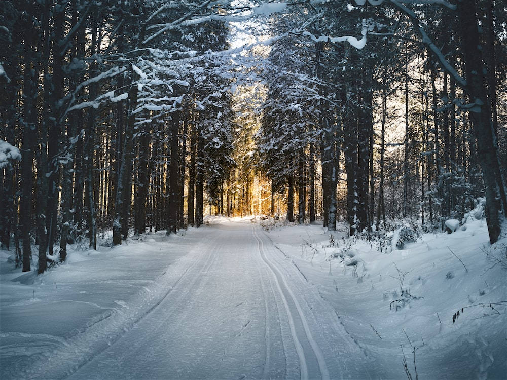 Road 桌布 壁紙 — 一條被雪覆蓋的森林小徑蜿蜒穿過高大的樹木，金色的陽光透過樹枝照射進來。