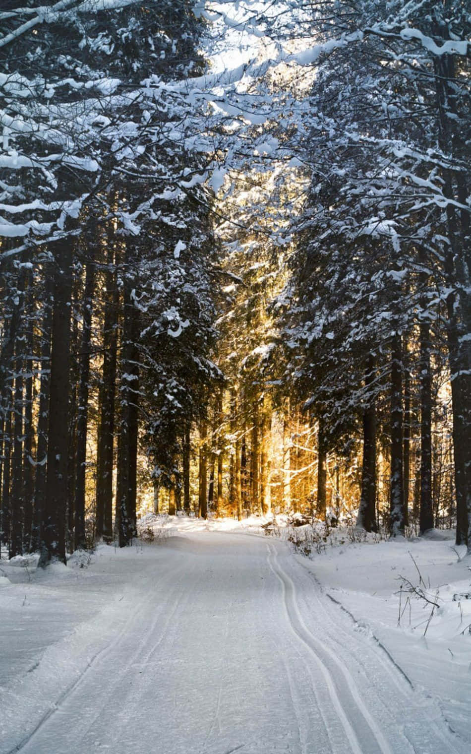Snowy Road 桌布 壁紙 — 一條被雪覆蓋的森林小徑蜿蜒穿過高大的松樹，金色的陽光透過樹枝灑落。