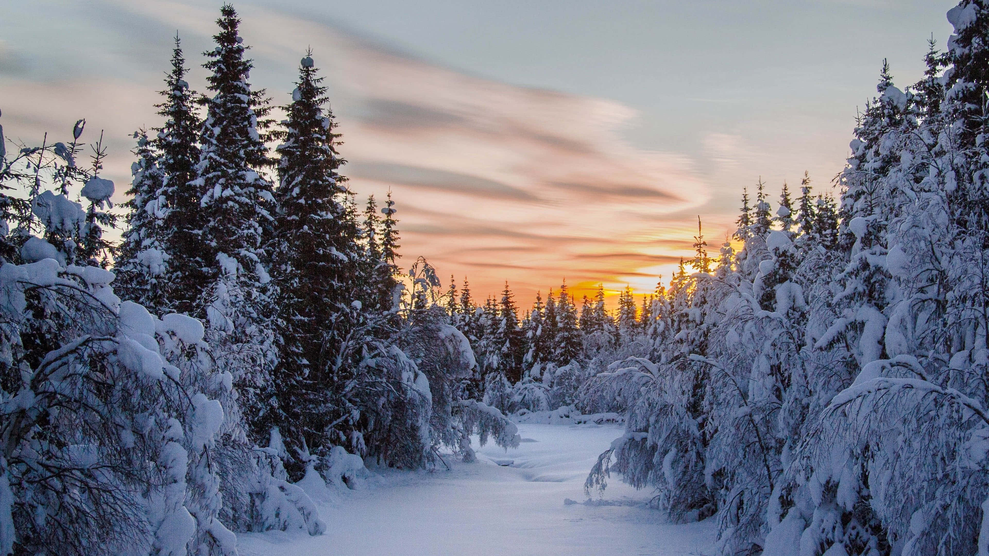 Winter Scenery Desktop 桌布 壁紙 — 一條被雪覆蓋的森林小徑蜿蜒穿過高大的常青樹，柔和的橙色夕陽在樹後閃耀。