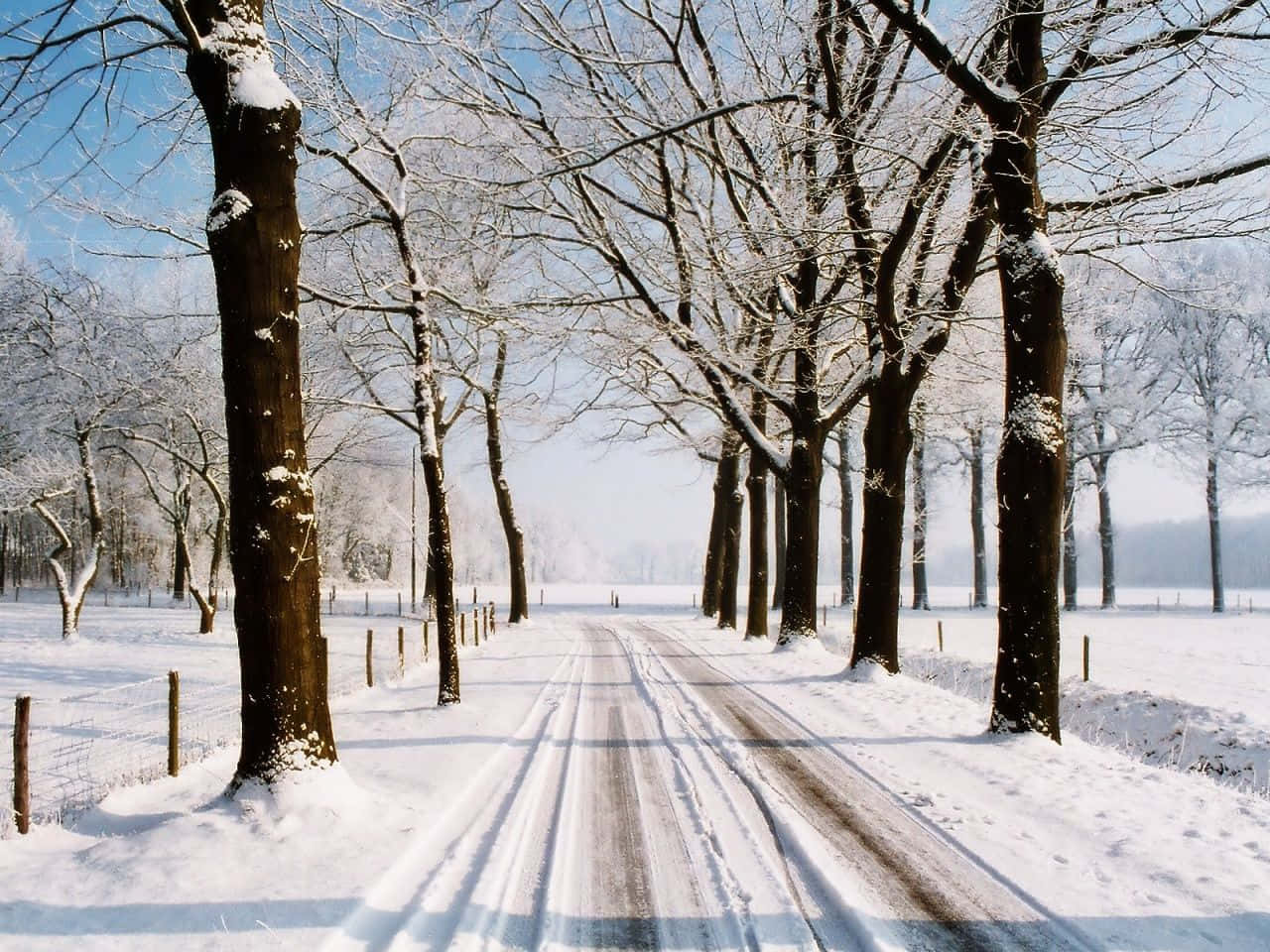 Winter Scene 桌布 壁紙 — 一條被雪覆蓋的道路，兩旁是結霜的禿樹，在晴朗的藍天下延伸進朦朧的冬季森林。