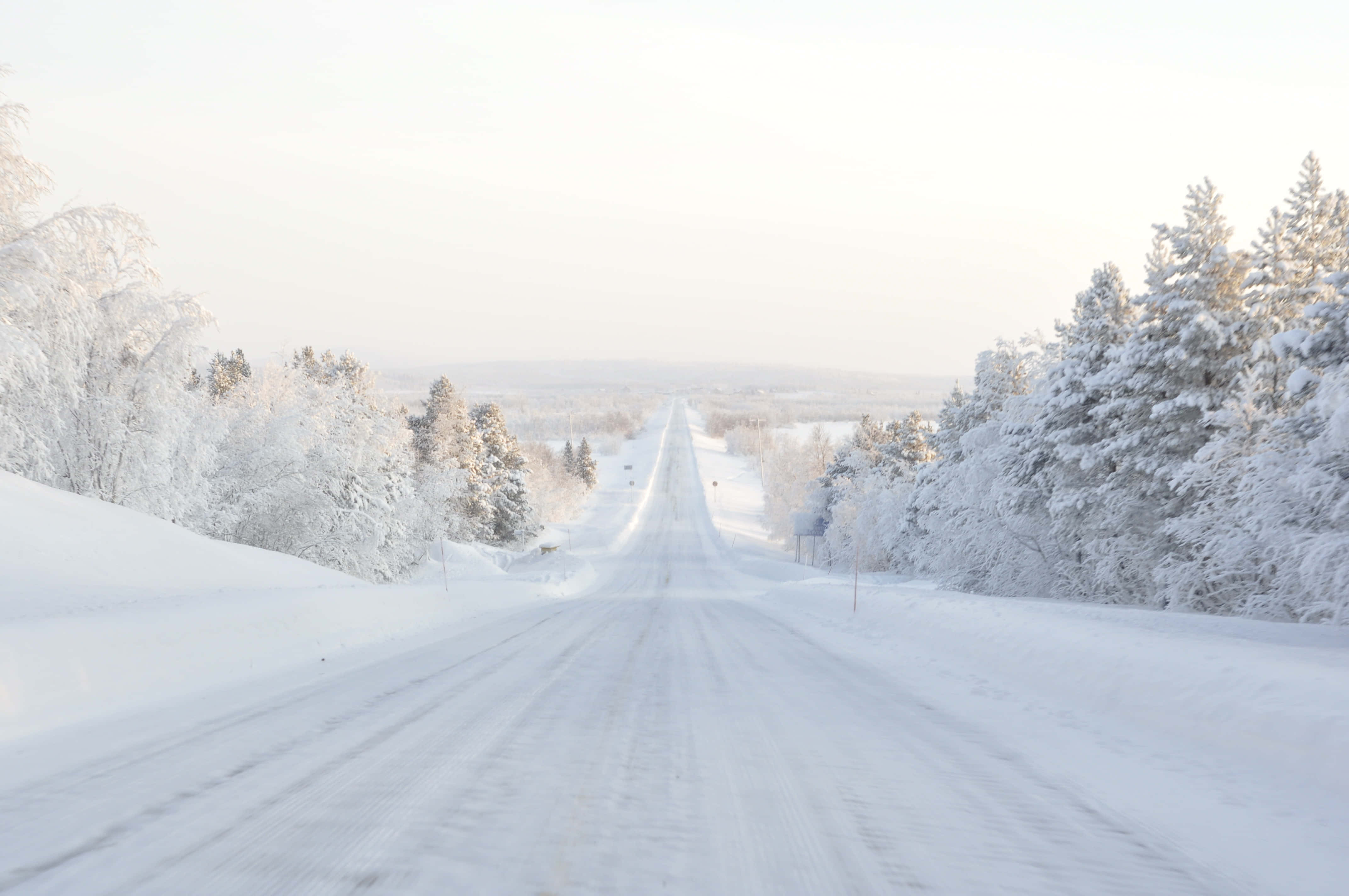 白色 桌布 壁紙 — 一條被雪覆蓋的道路伸向遠方，兩旁是結霜的常青樹，在蒼白的冬日天空下。