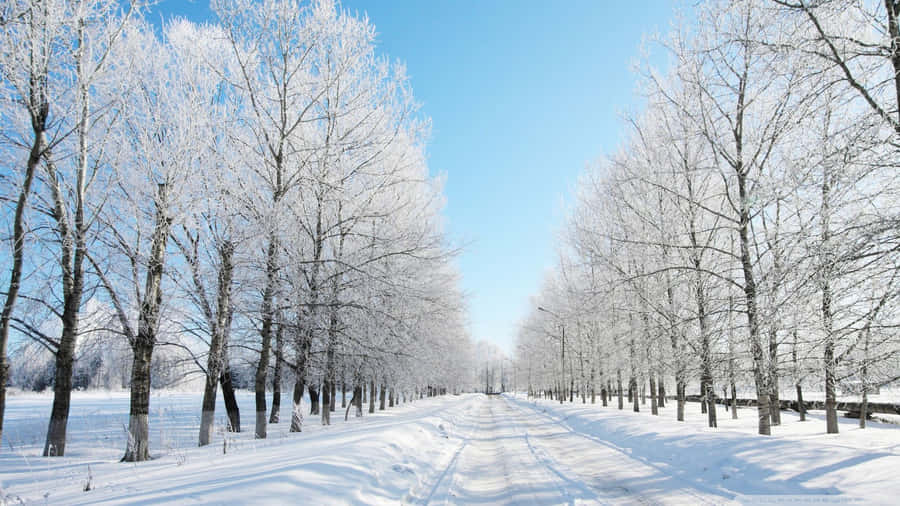 High Resolution Snow 桌布 壁紙 — 一條被雪覆蓋的道路伸向遠方，兩旁是結霜的樹木，上方是清澈的冬日藍天。