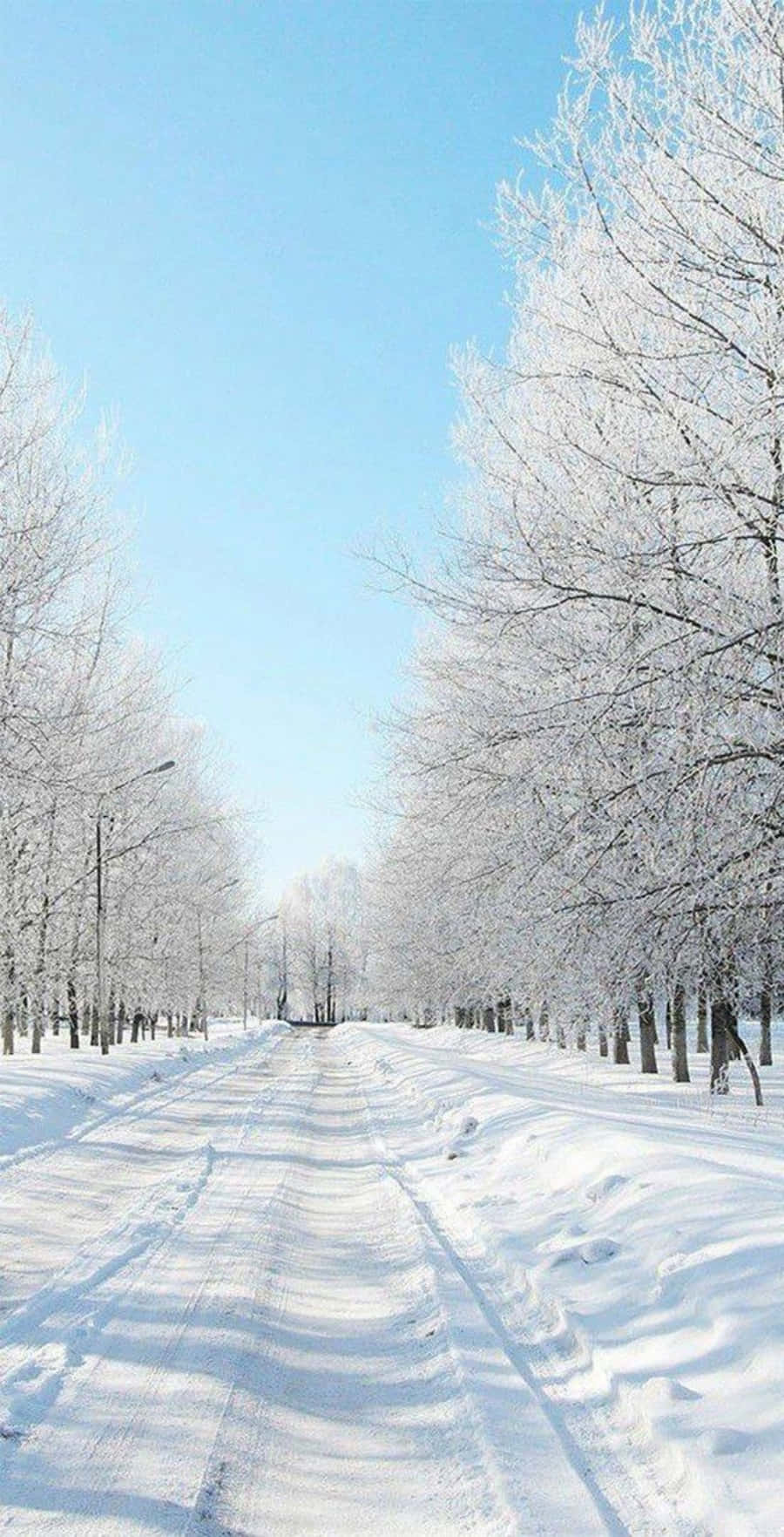 桌布 壁紙 — 一條被雪覆蓋的道路在冬日晴朗的藍天下延伸至遠方，兩旁是掛滿霜的樹木。