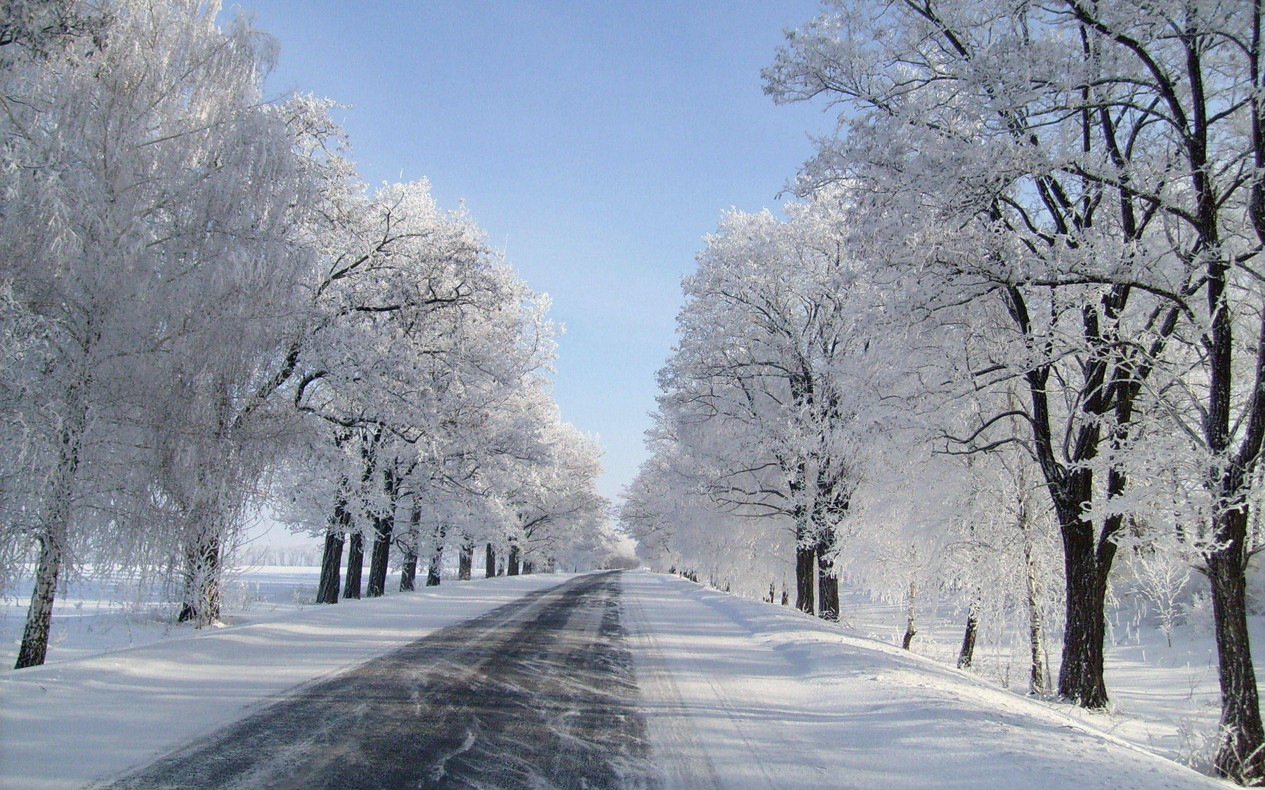 雪景 桌布 壁紙 — 一條被雪覆蓋的道路在晴朗的藍色冬日天空下延伸至遠方，兩旁是結滿霜的樹木。