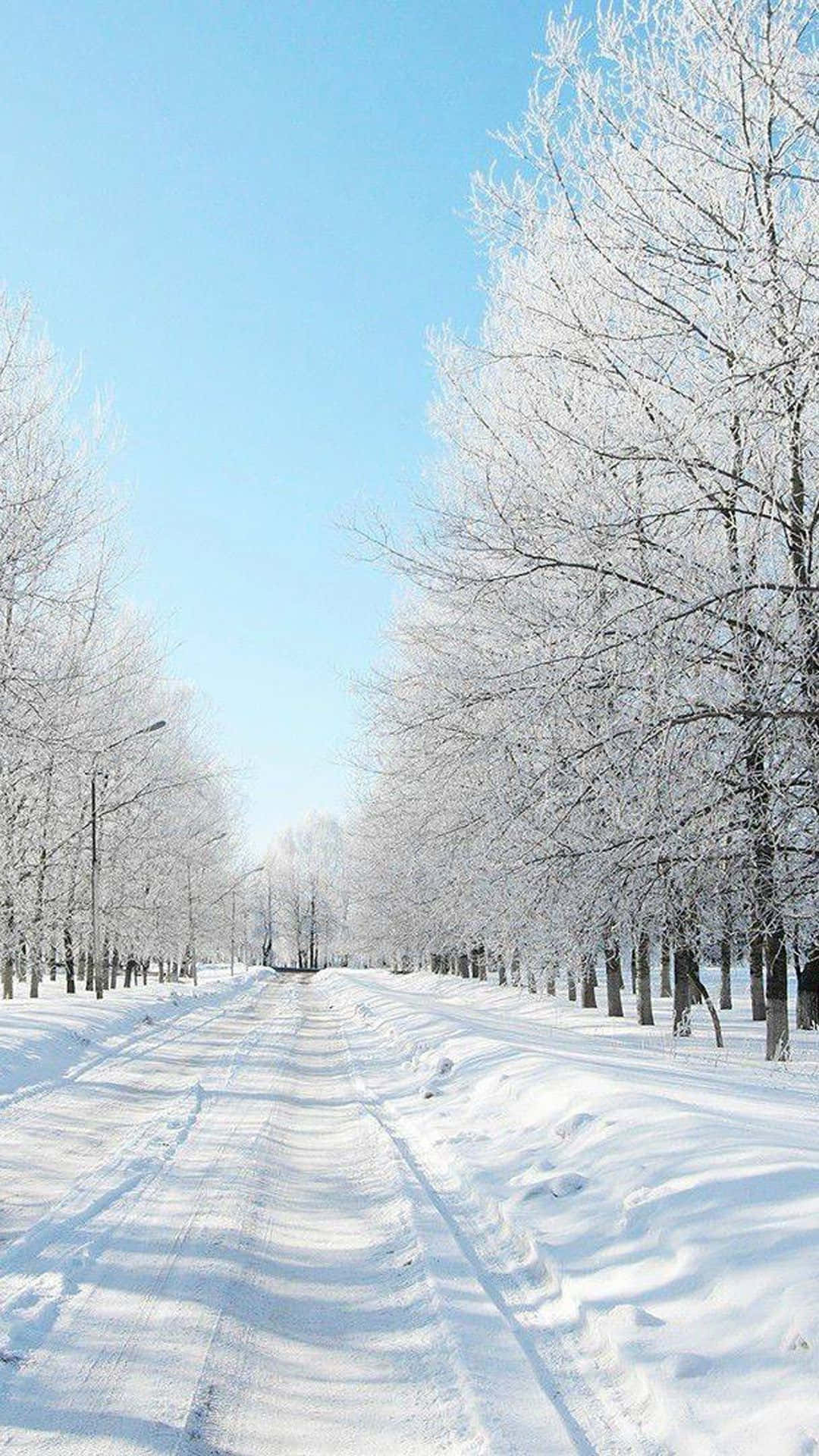 桌布 壁紙 — 一條被雪覆蓋的道路延伸到遠方，兩旁是結霜的樹木，在清澈的藍色冬日天空下。