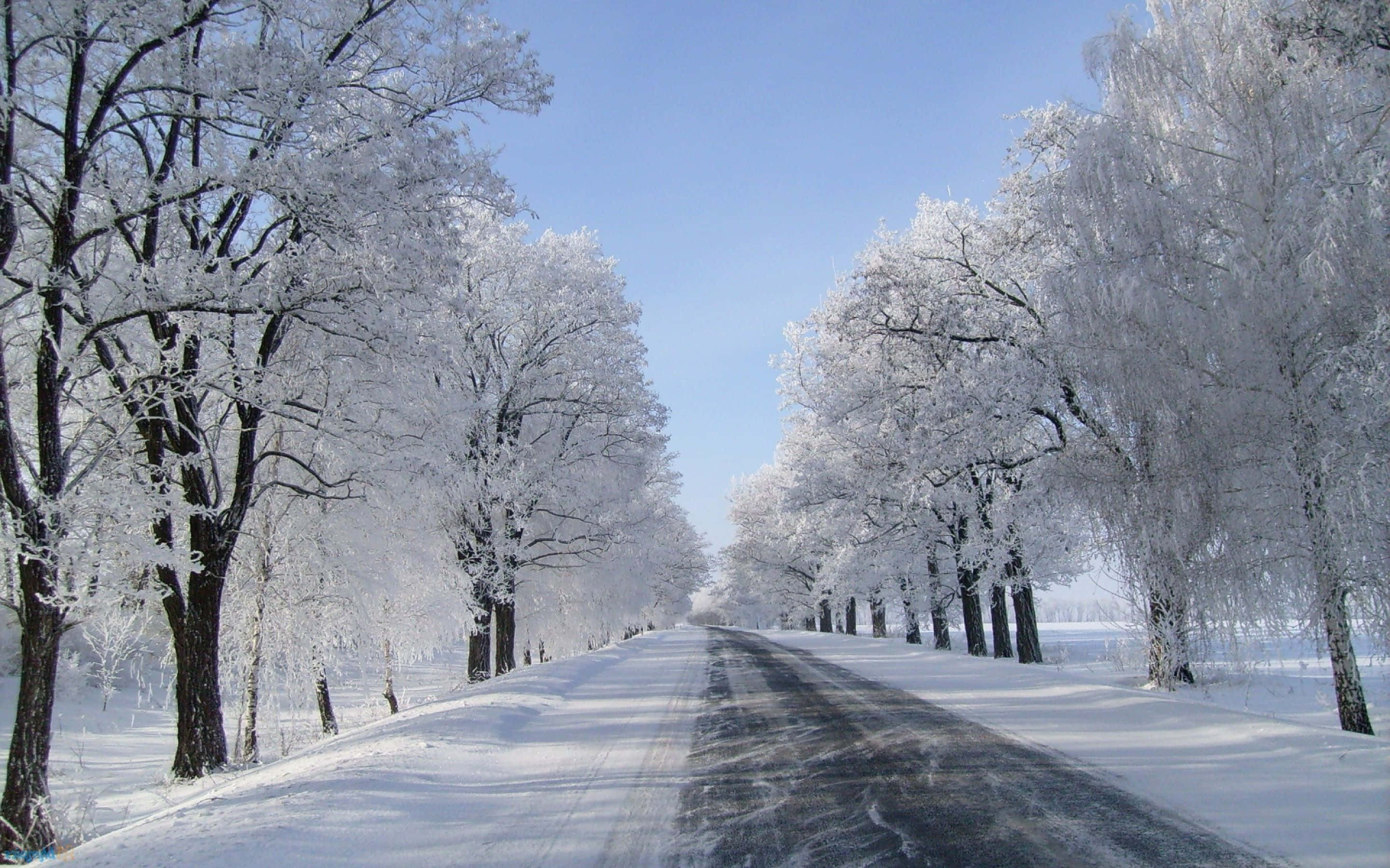 雪 桌布 壁紙 — 一條被雪覆蓋的道路延伸到遠方，兩旁是結霜的樹木，在清澈的藍色冬日天空下。