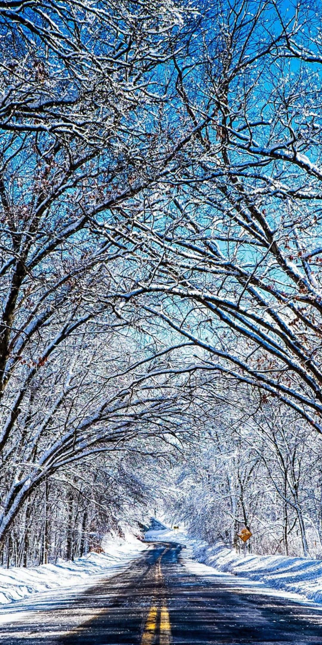 Winter 桌布 壁紙 — 一條被雪覆蓋的道路蜿蜒穿過一片光禿禿的樹林，頭頂是清澈的藍天。