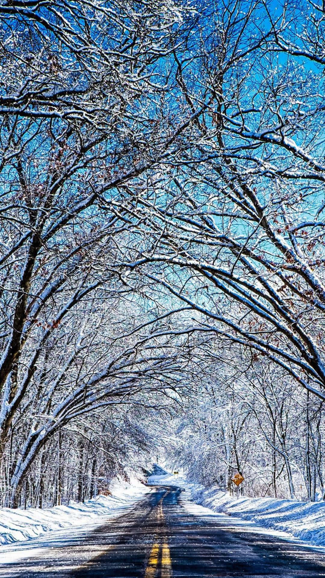 桌布 壁紙 — 一條被雪覆蓋的道路蜿蜒穿過一片光禿禿的樹木森林，樹木在清澈的藍天下拱起。