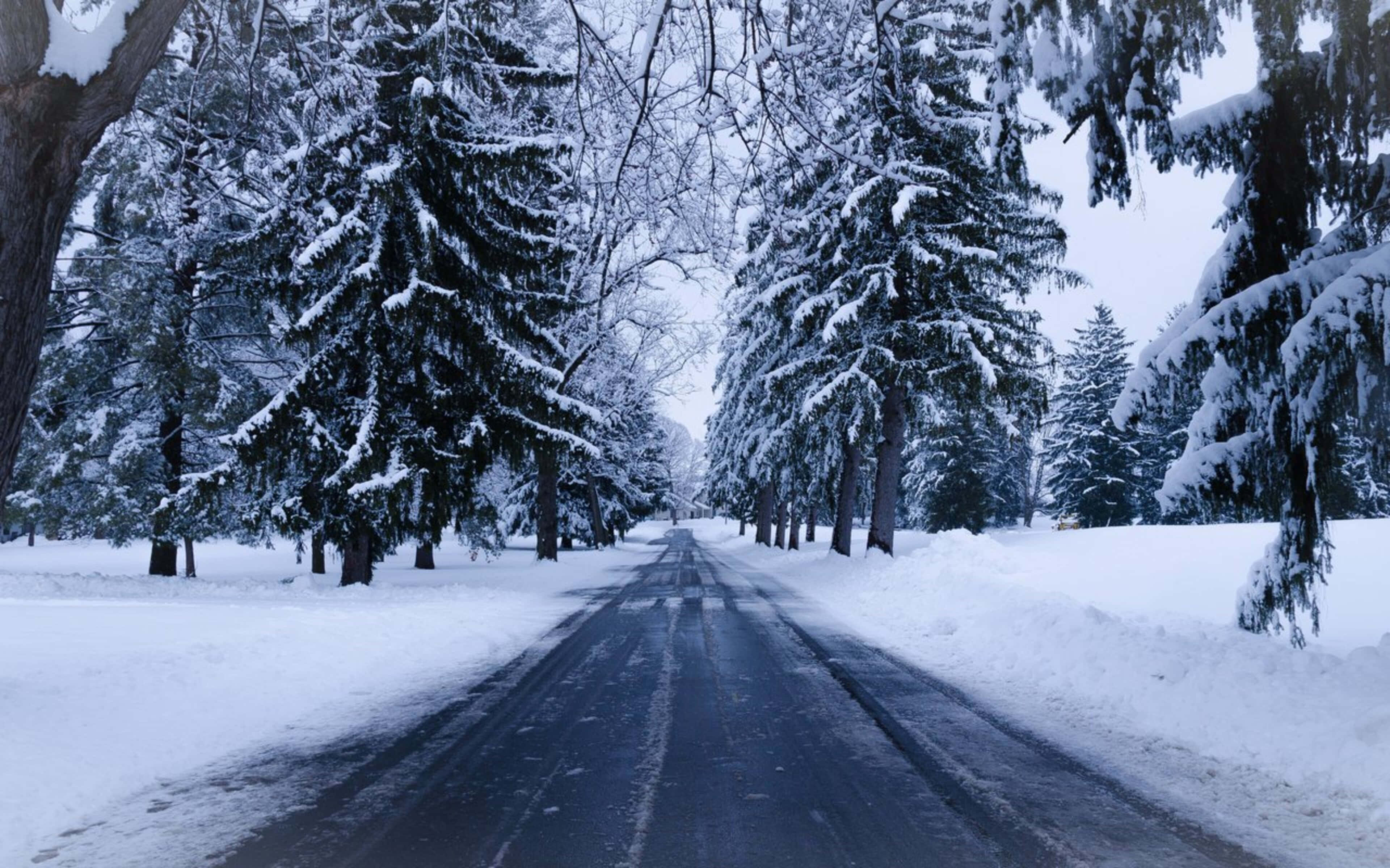 empty 桌布 壁紙 — 一條被雪覆蓋的道路蜿蜒穿過一片常綠樹林，樹上掛滿了新鮮的白雪，在蒼白的冬日天空下。