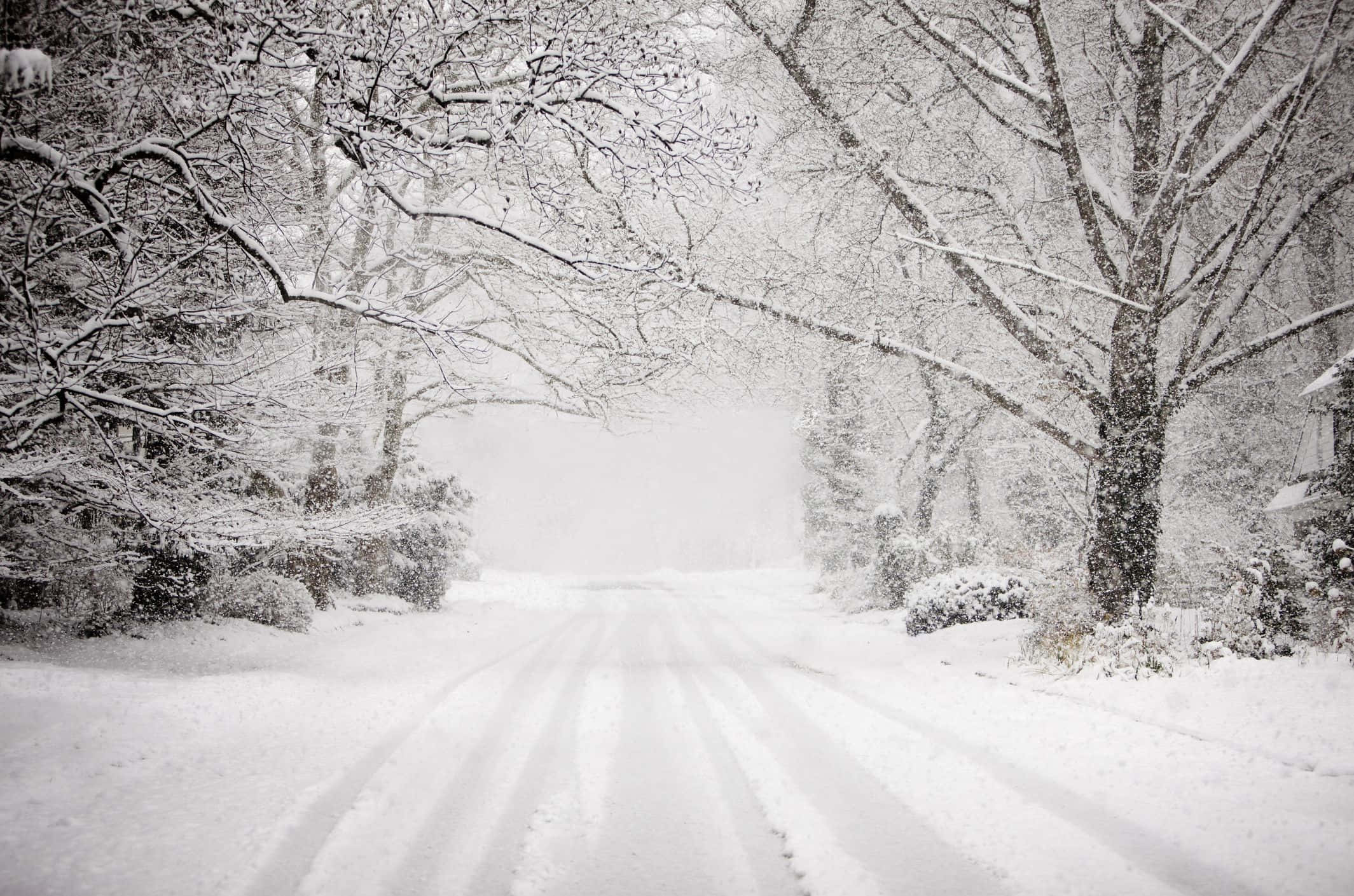 blizzard 桌布 壁紙 — 一條被雪覆蓋的道路蜿蜒穿過冬季森林，樹木光禿，掛滿了新鮮的雪和飄落的雪花。