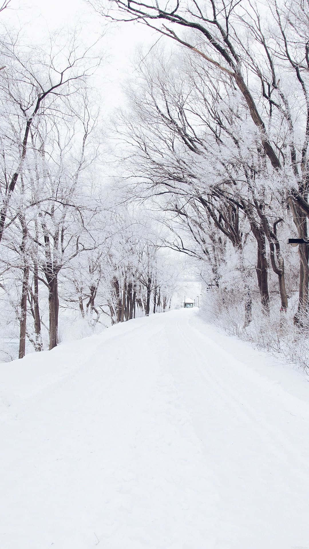 桌布 壁紙 — 一條被雪覆蓋的道路蜿蜒穿過冬季森林，光禿禿的樹木在陰天天空下披著白色塵埃。