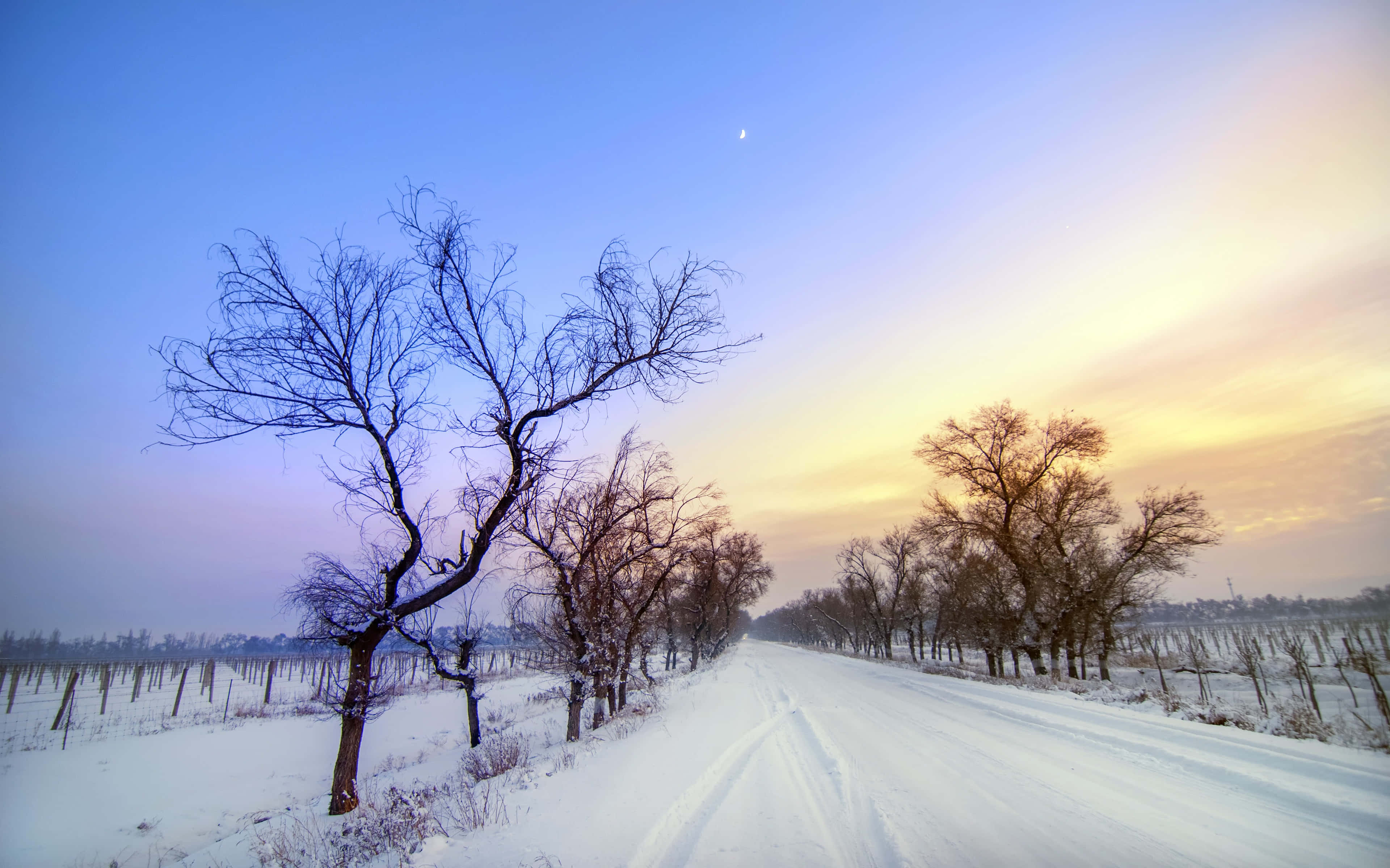 Snowy Road 桌布 壁紙 — 一條被雪覆蓋的道路蜿蜒穿過冬季葡萄園，夕陽下，光禿禿的樹木在漸變的天空中映襯出剪影。